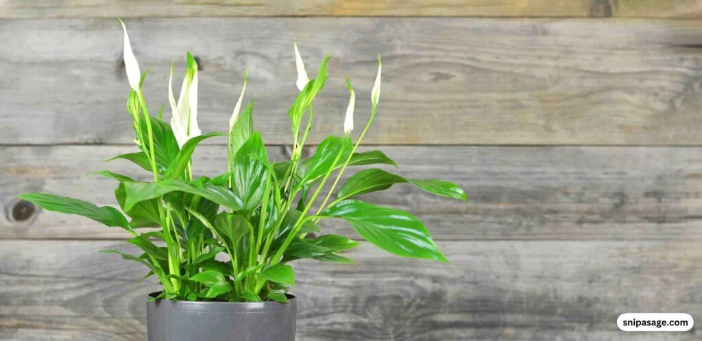 Peace Lily: A Calming Presence