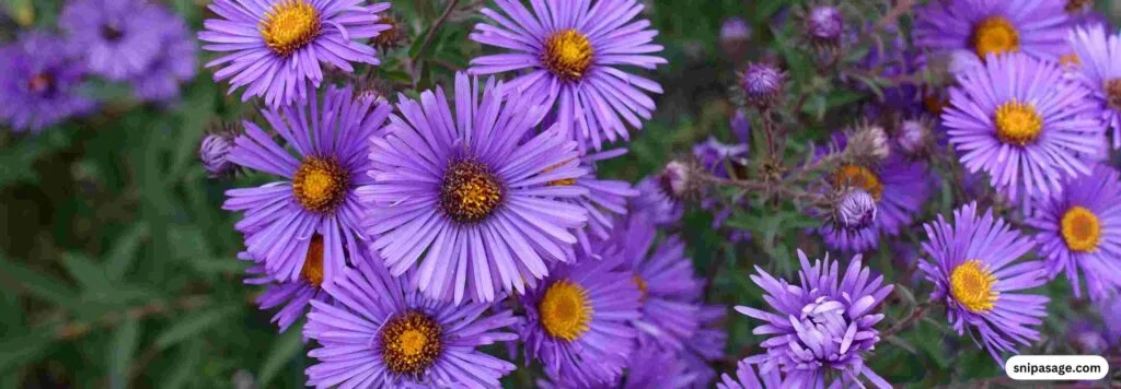 Asters-In-Winter