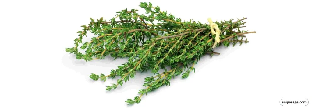 Thyme-In-Winter