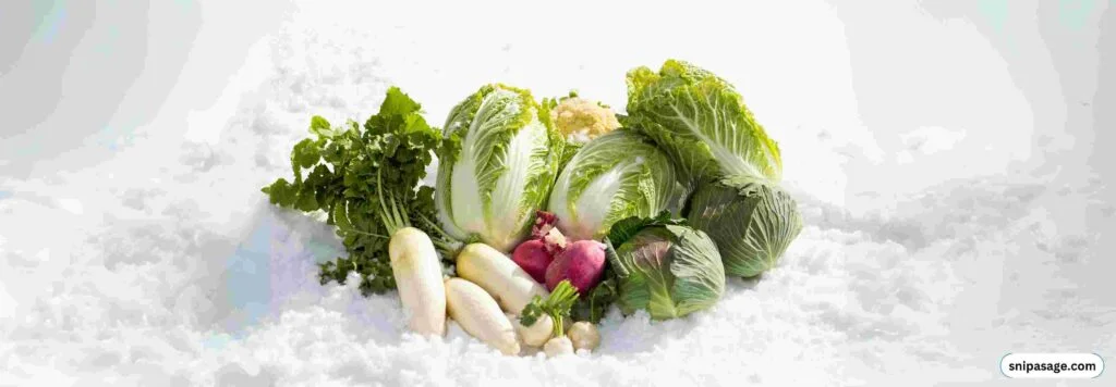 Cabbage-In-Winter