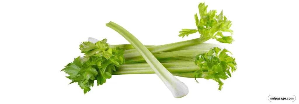 Celery-In-Winter