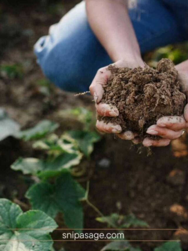 The Ultimate Soil Prep Guide for a Thriving Garden
