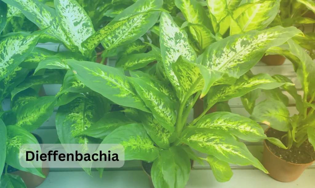 Poisonous Plants Dieffenbachia