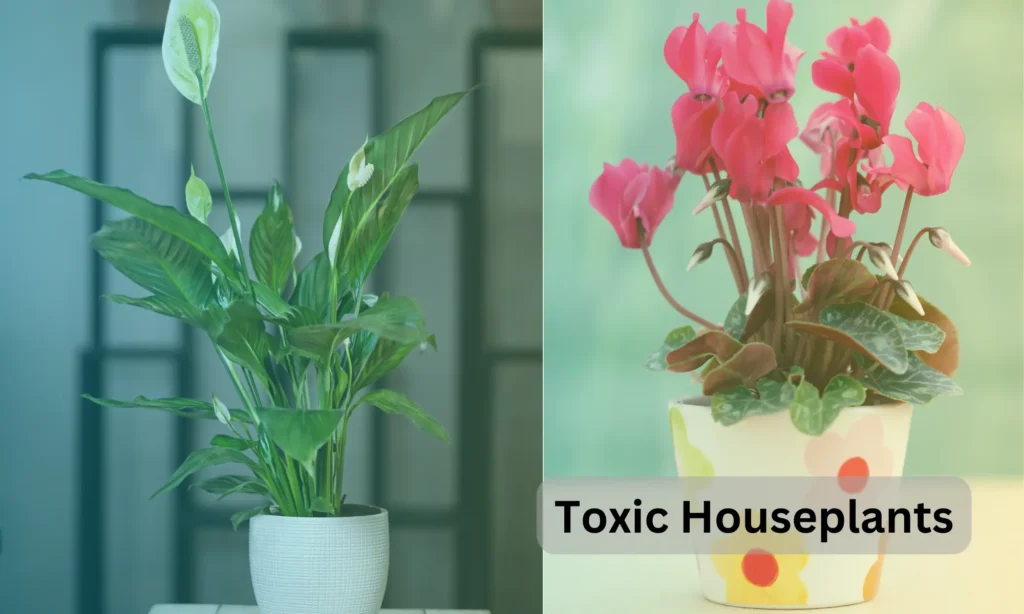 Toxic Houseplants