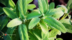 How to Grow Sage