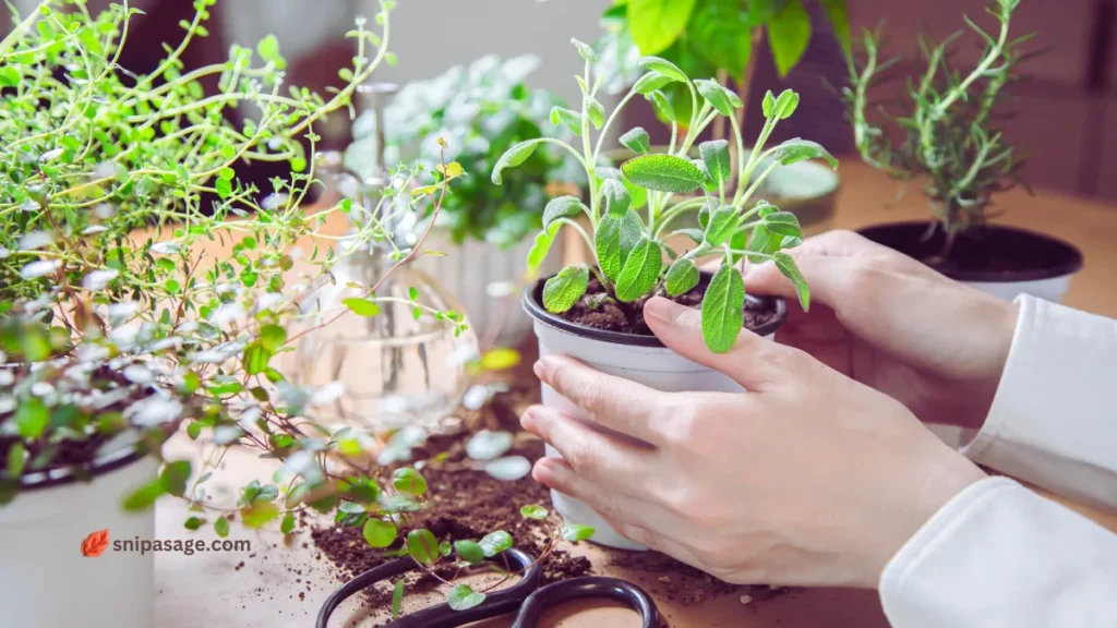 Grow Sage Plant Indoors