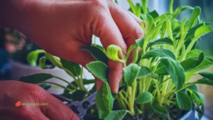 Grow Sage from Cuttings