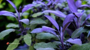 purple sage