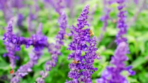 How to Grow Russian Sage