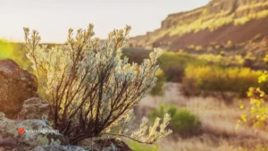 Grow Sagebrush