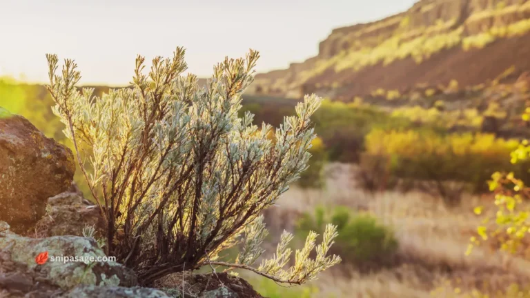 Grow Sagebrush