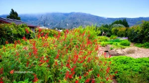 Grow Pineapple Sage