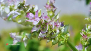 Grow Clary Sage