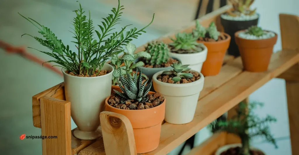 care tips for Sage indoors