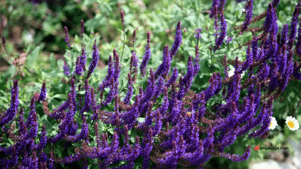 Care Tips for Russian Sage Plant