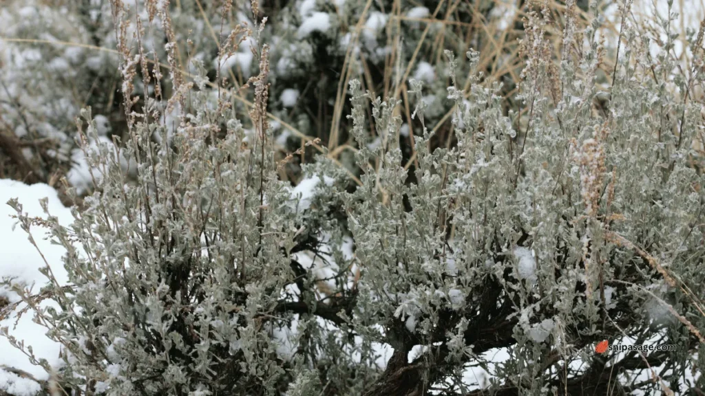 Sage Brush Care