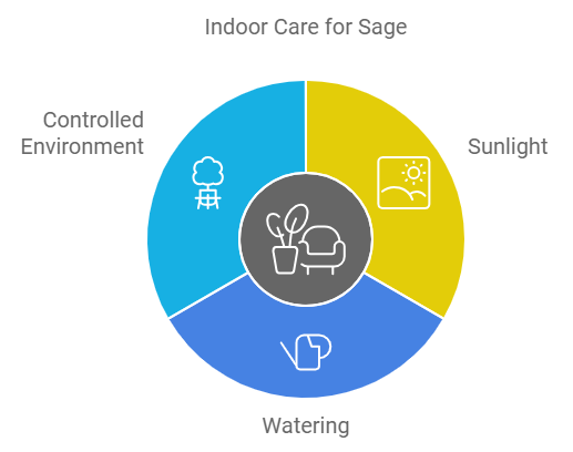 Indoor Care For Sage