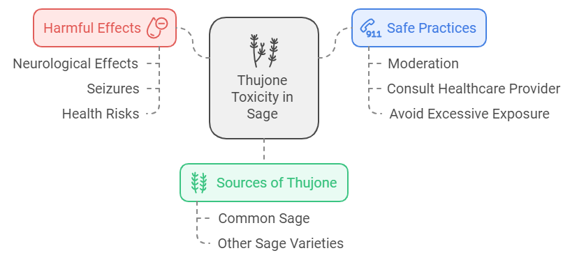 Risks Of Thujone Found In Common Sage And Its Possible Harmful Effects
